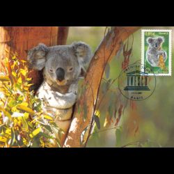 CM CEF - Unesco, le koala...