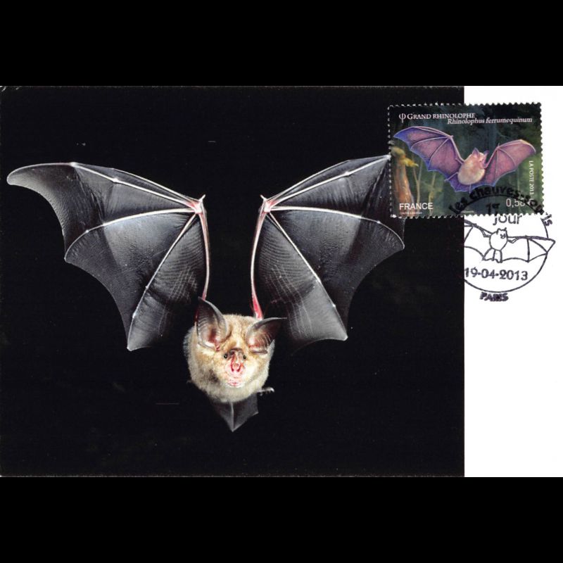 CM - Les chauves-souris, grand Rhinolophe, oblit 19/4/13 Paris