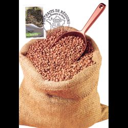 CM CEF - La lentille -...