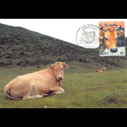 CM CEF - La vache -...