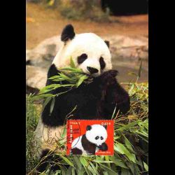 CM - Les ours, panda géant,...