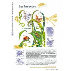Document officiel 2017 - Les insectes