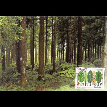 CM - Europa. Les forêts.