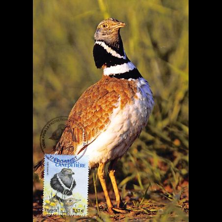CM - Protection des oiseaux : Outarde canepetière.